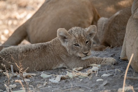 Lion cub (Panthera leo) in the Etosha National Park, Namibia.の写真素材