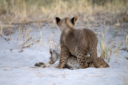 Lion cub playing with mother.の写真素材