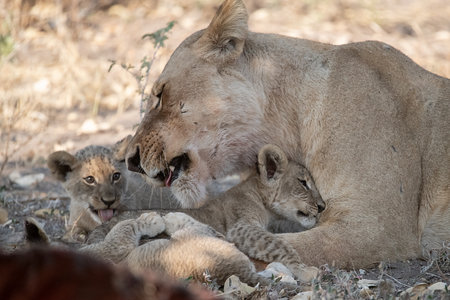 Lioness and cubs in Kruger Park, South Africaの写真素材