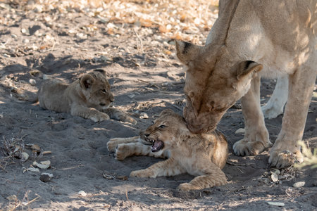 Lioness and lion cubs in the Kruger National Park, South Africa.の写真素材