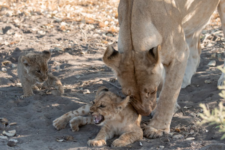Lion cub playing with his mother in the Etosha National Park, Namibia.の写真素材