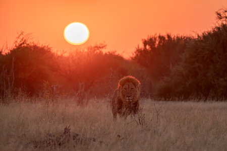 Lion in the Okavango Delta - Moremi National Park in Botswanaの写真素材