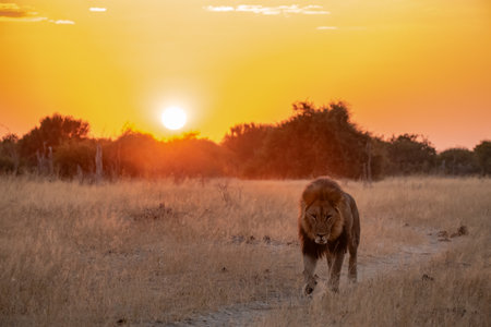 Lion in the Okavango Delta - Moremi National Park in Botswanaの写真素材