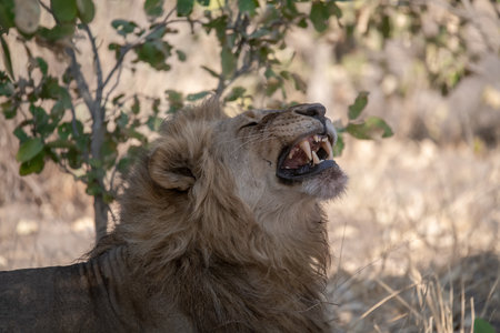 Lion in the Okavango Delta - Moremi National Park in Botswanaの写真素材