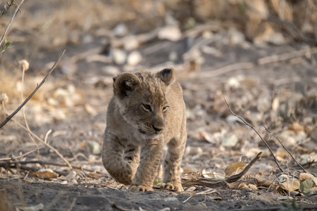 Lion cub in Kruger National Park, South Africa ; Species Panthera leo family of Felidaeの写真素材