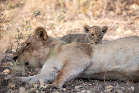 Lion cubs in the Kruger National Park, South Africa.の写真素材