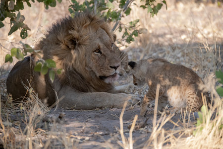 Lioness and her cub in the Kruger National Park, South Africa.の写真素材