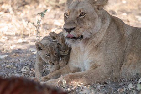Lioness and cub in Kruger National Park, South Africa ; Species Panthera leo family of Felidaeの写真素材