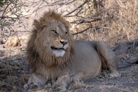 Lion in Kruger National Park, South Africaの写真素材