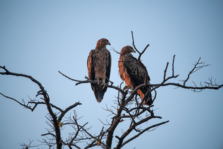 Birds of prey in the Okavango Delta - Moremi National Park in Botswanaの写真素材