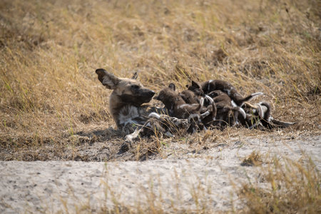 African wild dog (Lycaon pictus) with cubsの写真素材