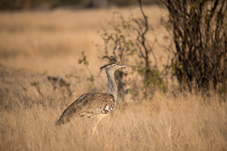 Kori bustard, Otis tarda, single bird in grass, South Africaの写真素材