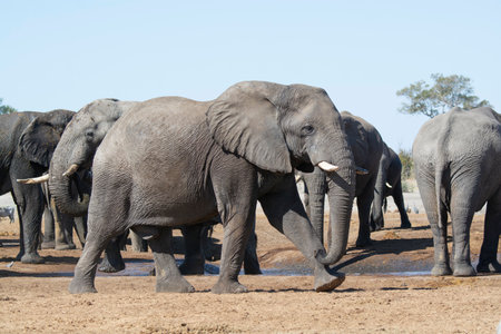 Elephants in Chobe National Park, Botswana, Africaの写真素材