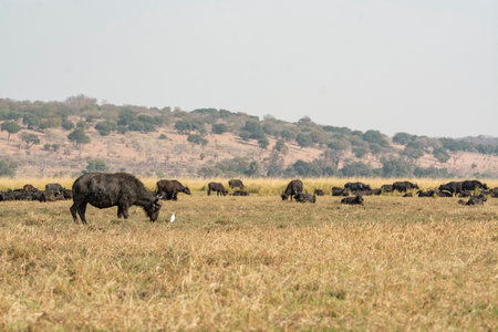 Buffalo in the savannah of Amboseli National Park in Kenyaの写真素材