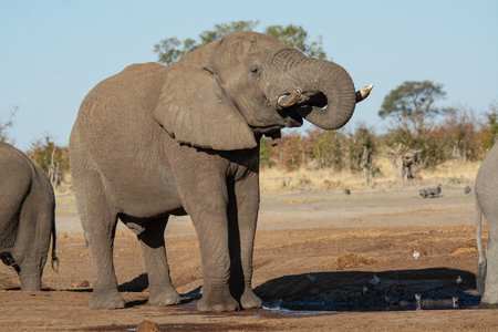 Elephants at a waterhole, Etosha National Park, Namibiaの写真素材