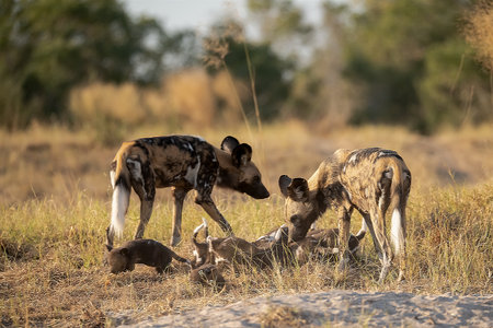 African Wild Dog in the Moremi Game Reserve (Okavango River Delta), National Park, Botswanaの写真素材