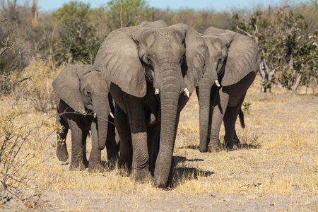 Elephants in Chobe National Park, Botswana, Africaの写真素材