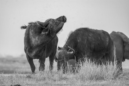 African buffalo (Syncerus caffer) in the savannahの写真素材
