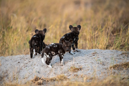 African Wild Dog in the Moremi Game Reserve (Okavango River Delta), National Park, Botswanaの写真素材