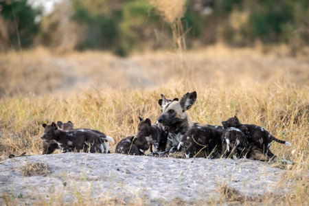 African wild dog in the Moremi Game Reserve (Okavango River Delta), National Park, Botswanaの写真素材
