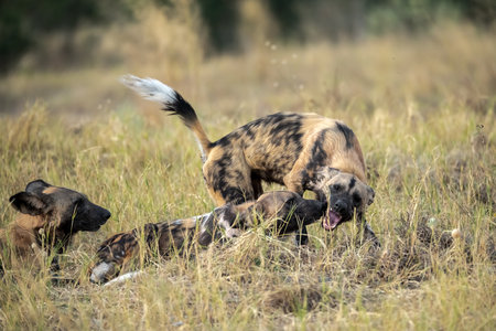 African Wild Dog in the Okavango Delta - Moremi National Park in Botswanaの写真素材