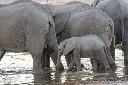 Elephants in Chobe National Park, Botswana, Africaの写真素材