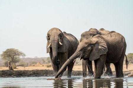 Elephants in Chobe National Park, Botswana, Africaの写真素材