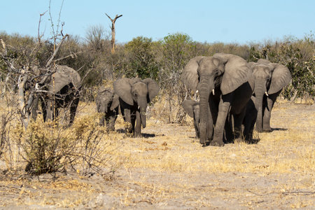 Elephants in Chobe National Park, Botswana, Africaの写真素材