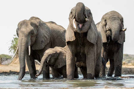 Elephants in Chobe National Park, Botswana, Africaの写真素材