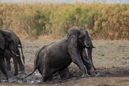 Elephants in Chobe National Park, Botswana, Africaの写真素材