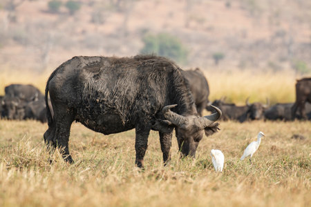 African buffalo (Syncerus caffer) in Kenya, Africaの写真素材