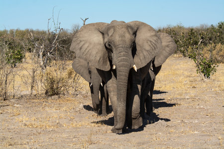 Elephants in Chobe National Park, Botswana, Africaの写真素材