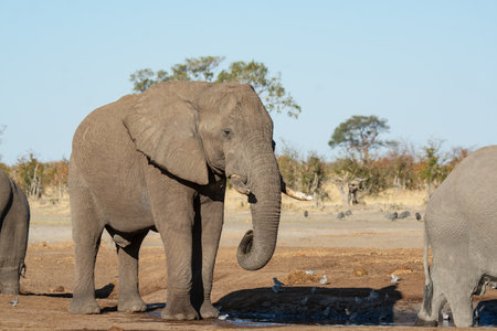 Elephant at a waterhole in Chobe National Park, Botswana, Africaの写真素材