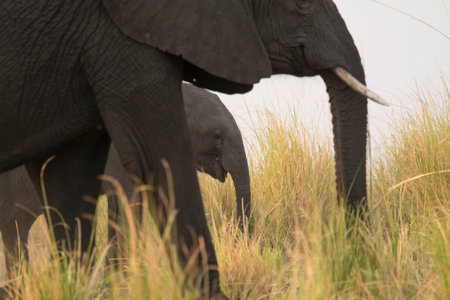 Elephant in Chobe National Park, Botswana, Africa.の写真素材