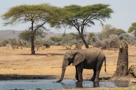 Elephant drinking at a waterhole in Chobe National Park, Botswana, Africaの写真素材