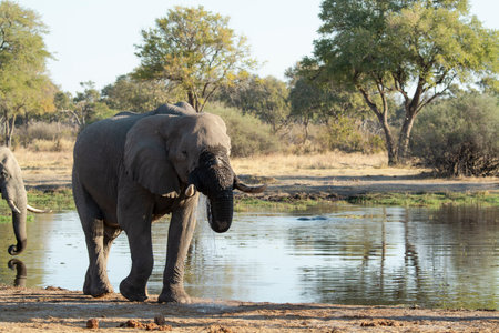 Elephant drinking water in Chobe National Park, Botswana, Africa