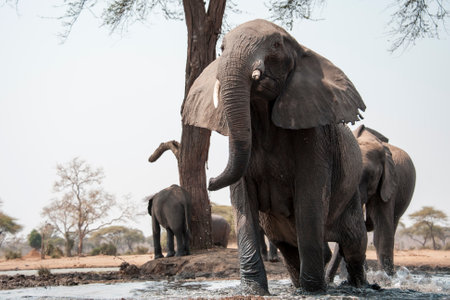 Elephants in Chobe National Park, Botswana, Africaの写真素材