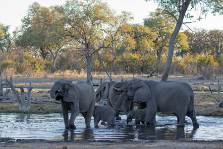 Elephants at a waterhole in Chobe National Park, Botswana, Africaの写真素材