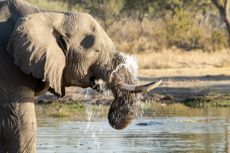 Elephant drinking water in Chobe National Park, Botswana, Africaの写真素材