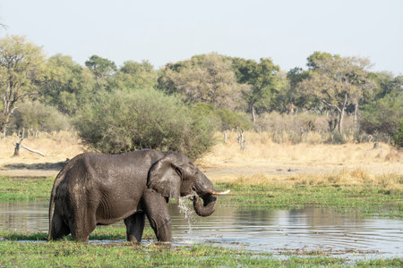Elephant in Chobe National Park, Botswana, Africa.の写真素材