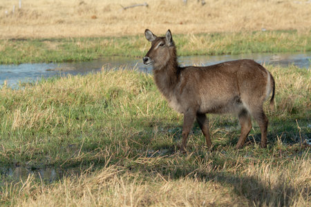 Waterbuck, Kobus ellipsiprymnus, single mammal by waterの写真素材
