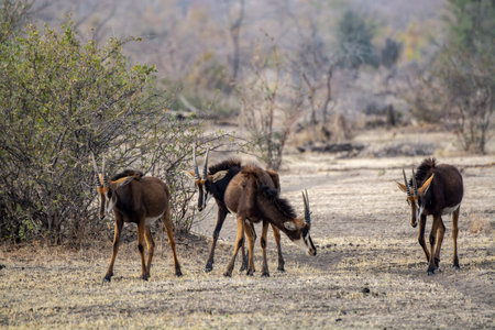 African antelope in Chobe National Park, Botswana, Africa