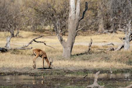 Impala in the Okavango Delta - Moremi National Park in Botswanaの写真素材