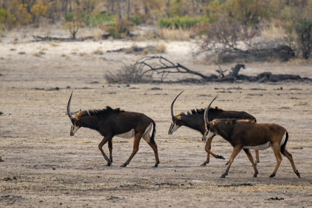 African antelope in the Etosha National Park, Namibiaの写真素材