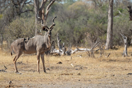 Kudu in Kruger National Park, South Africa; Species Tragelaphus strepsiceros family of Bovidaeの写真素材