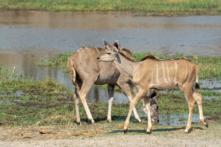 Kudu antelope (Tragelaphus strepsiceros)の写真素材