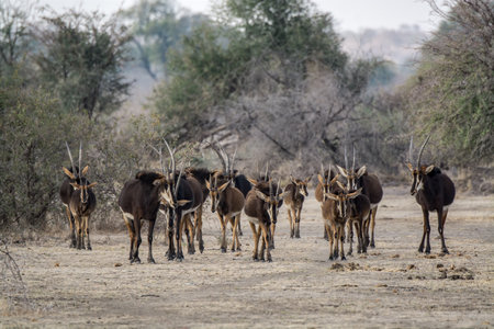 Buck antelope in the Etosha National Park, Namibia