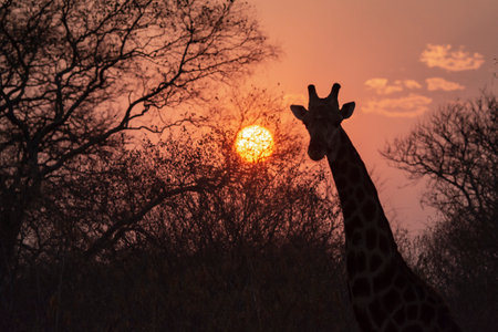 Giraffes at sunset in the Kruger National Park, South Africaの写真素材