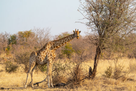 Giraffes in the Okavango Delta - Moremi National Park in Botswanaの写真素材