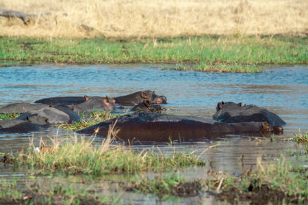 Hippos in Chobe National Park, Botswana, Africa